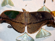 Moth over moth with moth on moth
